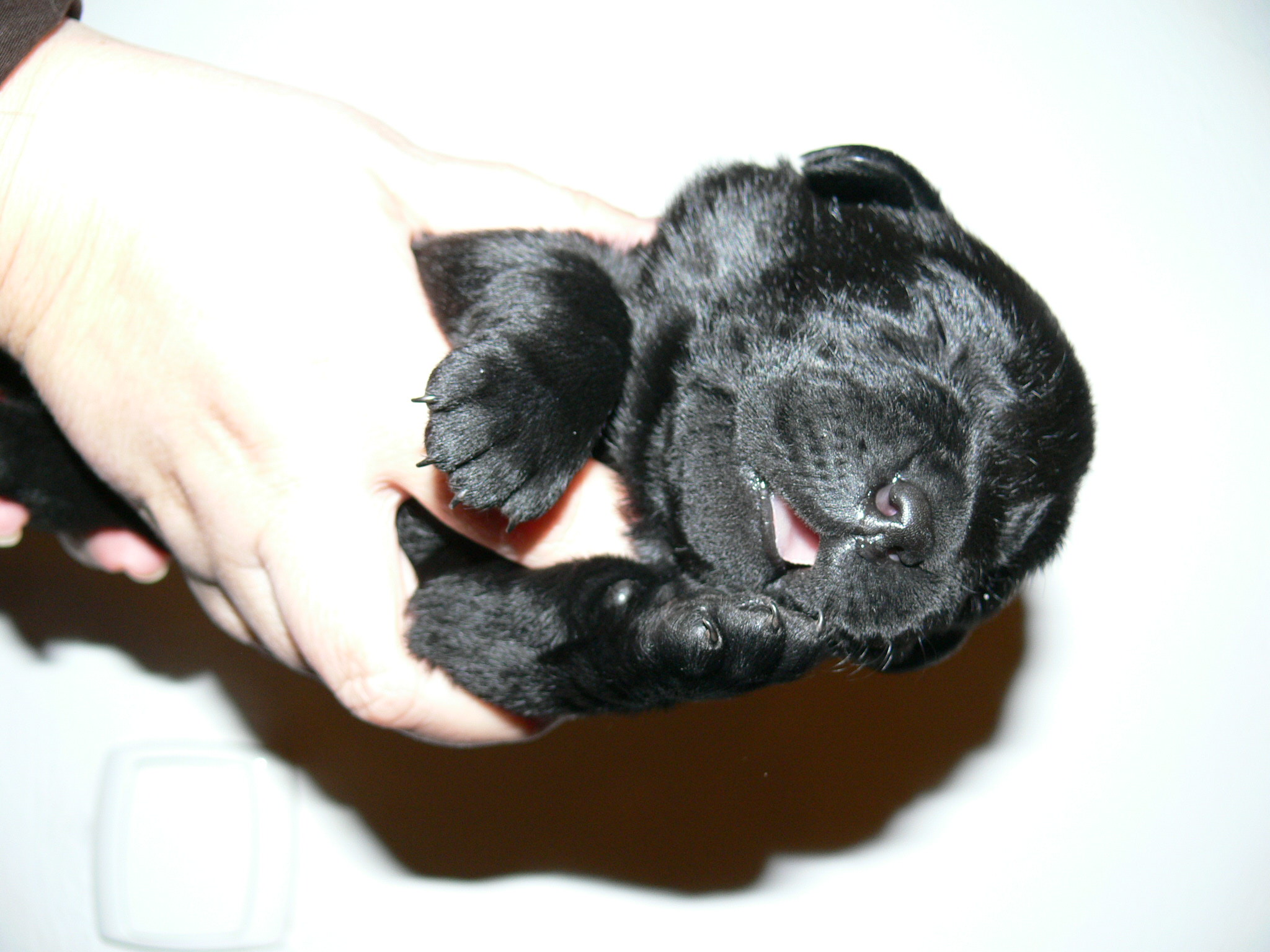 černý pes (fialová)