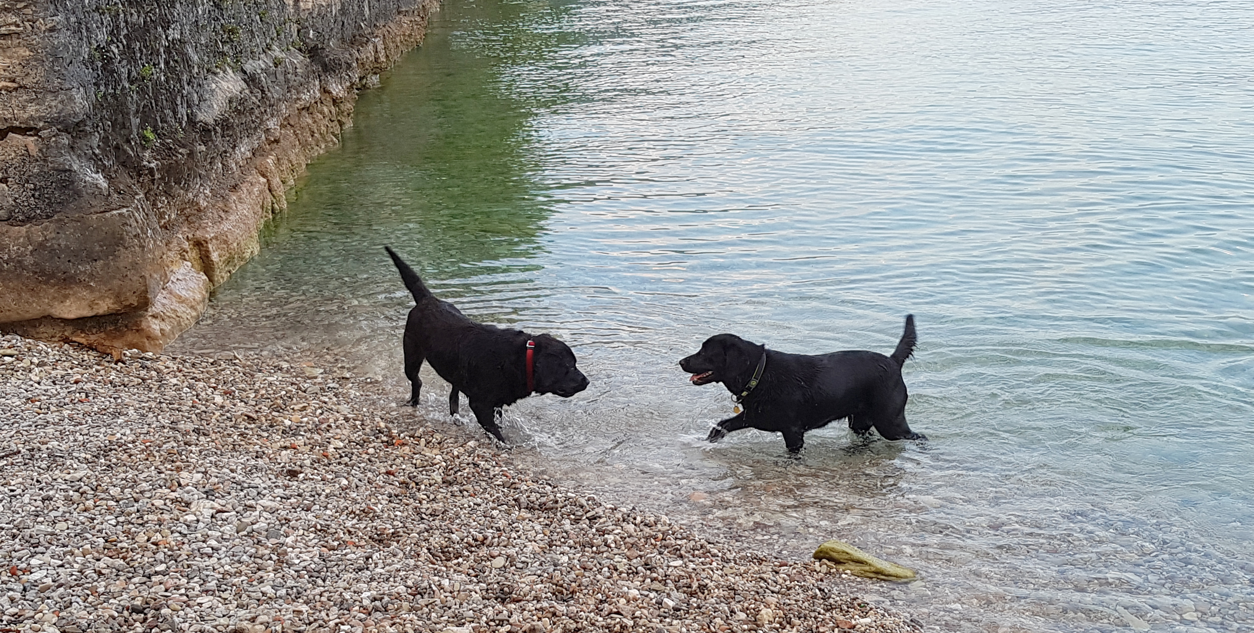 Casey a Růženka na psí pláži