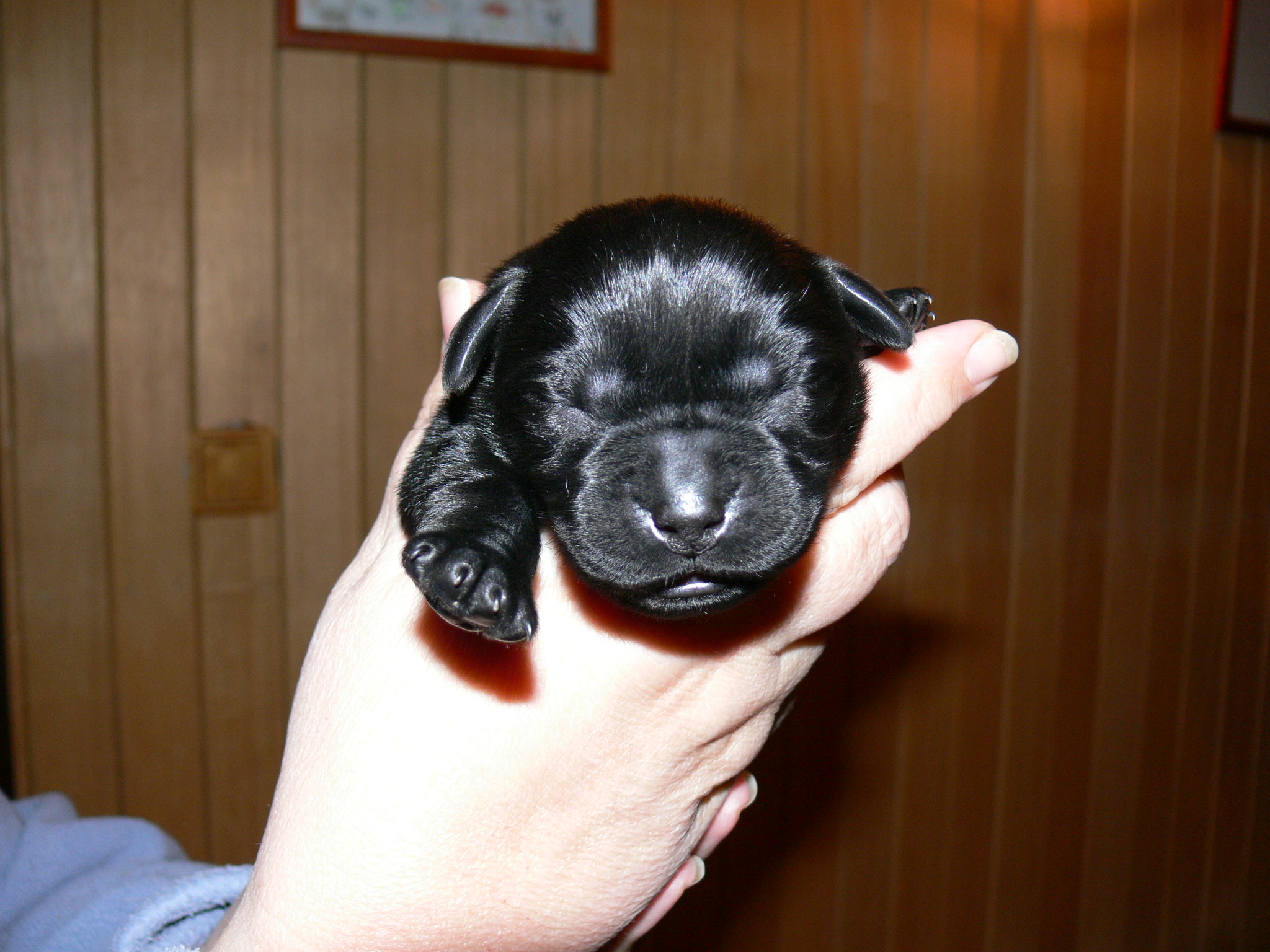 černý pes (stříbrná) 2
