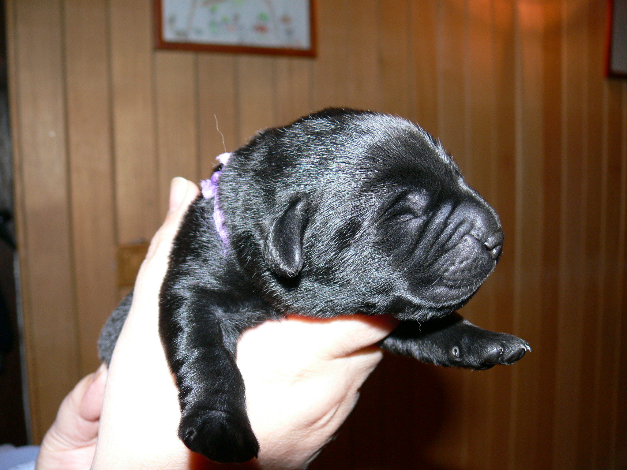 černý pes (fialová)