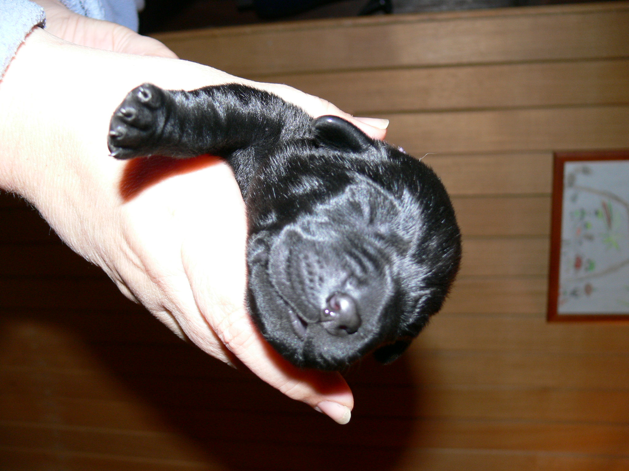černý pes (fialová) 2