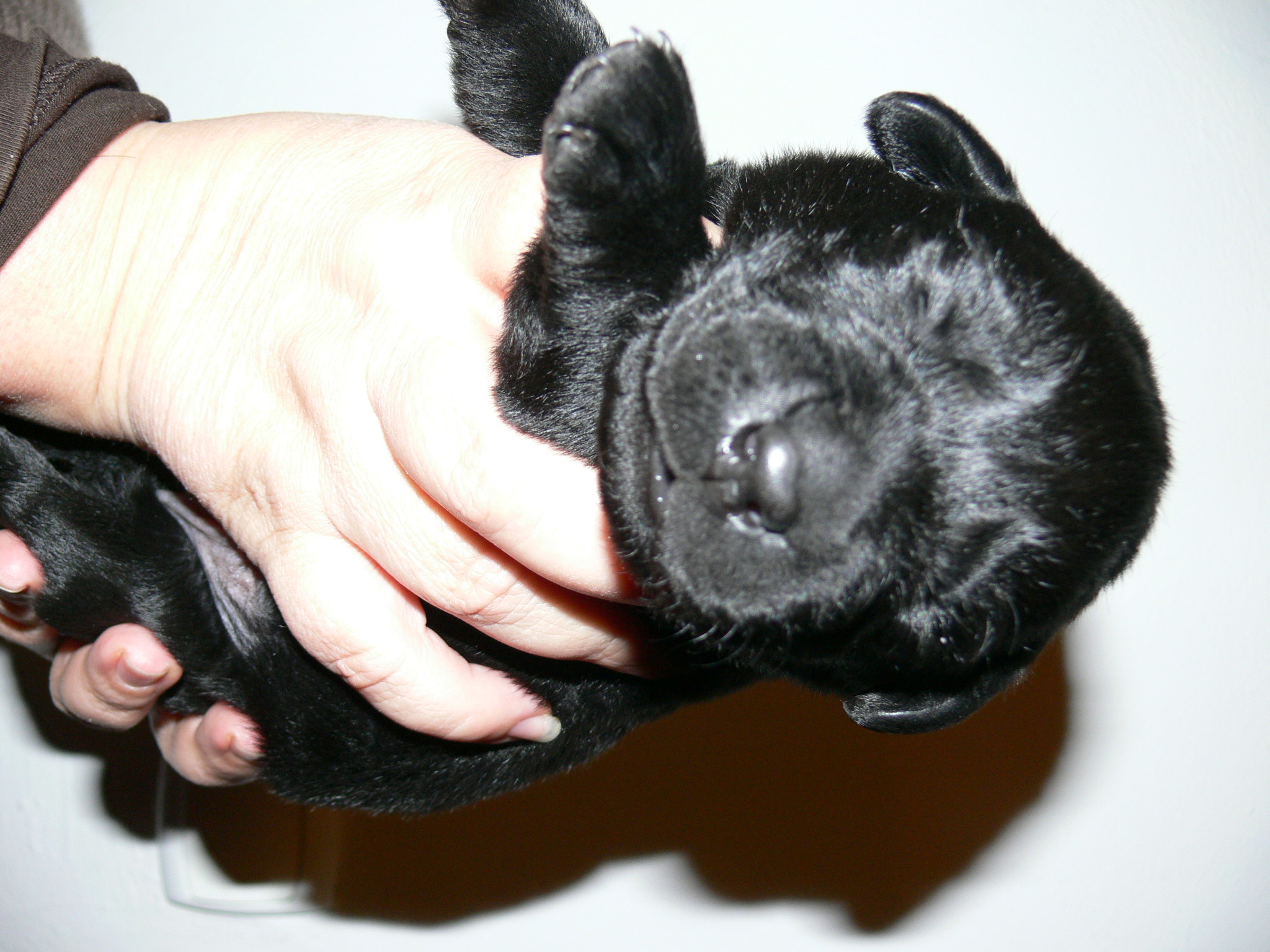 černý pes (fialová)2