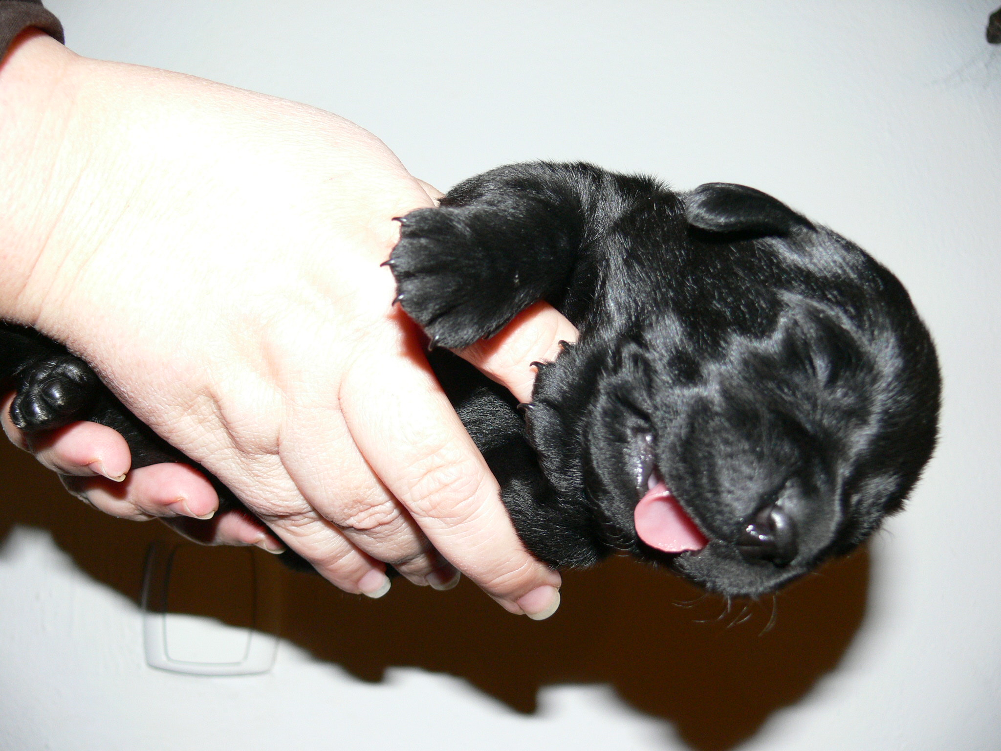 černý pes (oranžová)